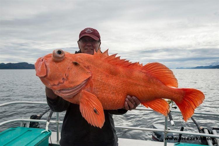 shortrakerrockfish En Uzun Yaşayan – En Uzun Yaşayan